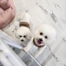 동그리펫 이미지