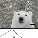 곰 이미지