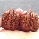 귀족호도 이미지