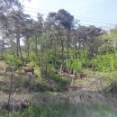 사슴자연 방목장 이미지