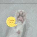 부산고양이미용&호텔 무냥무냥 대연점 이미지