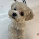 울산애견미용 러빙도기 이미지