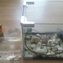 (완료) 어항, 여과기,구피,먹이, 레드렘즈혼(청소달팽이),안시(청소물고기) 이미지