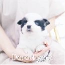 부산 강아지분양 도로시펫 이미지