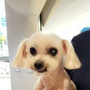 읻다, 그루밍 이미지