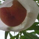 영광농장 이미지