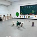 망원견 애견유치원&애견호텔 이미지