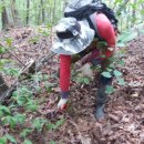 지리산약초 이미지