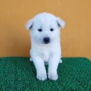 진도견나라 이미지