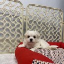 또바기 켄넬 이미지