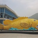 화천 황쏘가리 서식지 이미지