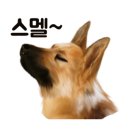 닥터호오동물병원