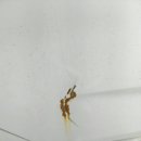 챠밍덴트