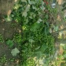 덩쿨농장 이미지