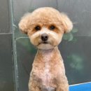 이다애견미용실 이미지