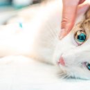 이즈동물병원 이미지