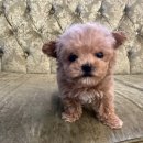 도그마루 강아지 고양이 울산점 이미지