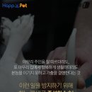 멍멍이집 이미지