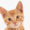 사송 동물 메디컬센터 이미지