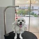와니살롱