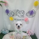 멜로멍스 이미지