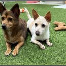 아이조아요양보호소 안양점 이미지