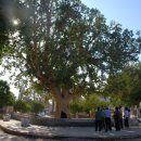 삭개오와뽕나무 이미지