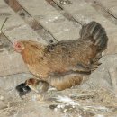 선비농장 이미지