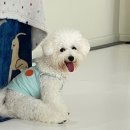 림앤도기살롱 이미지