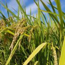 수빈농장 이미지