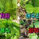 [약이되는 흔한 산나물]어수리 단풍취 바위취 멸가치 곰취 개발딱주 호박취 개머위 까실 쑥부쟁이 비비추 지부나물 야생 산삼 바위떡풀 더덕 이미지