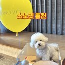 봉봉키친 더 펫 | 홍천 소노펫 비발디파크 펫 스위트 스탠다드, 실버 객실 내돈내산 솔직 비교 후기