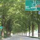 순창 메타세콰이어길 이미지