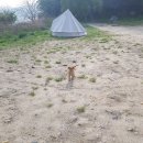 상보안1교 이미지