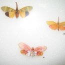 3월 휴식안으로 날아온 나비 이미지