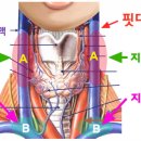 갑상선 항진증 - 저하증 원인과 치료법 이미지