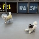 리츠펫 강남세곡점 이미지