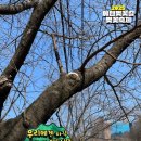 [🌸가평여행] 벚꽃 없는 벚꽃축제|루타46풀빌라펜션 테라스뷰