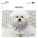 러비도기 이미지