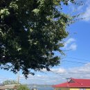 순정민박 이미지