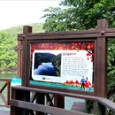 아젤리아 이미지