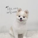 원 반려동물 미용실 이미지