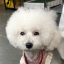 개맘대로 이미지