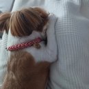 모모펫 | [재구매] 모모펫 강아지 고양이 목걸이 인식표, 내돈내산 후기