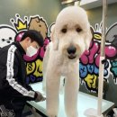 도그핏애견샵 이미지