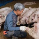 행복한돼지 - 동대문구 외대역동로16길 5 | 행복한돼지