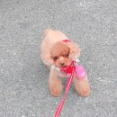 아모르디 이미지