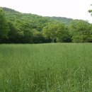 밀밭사이 이미지