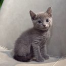 (주)블루몽크 인터랙티브 | 러시안블루고양이입양 | 성격 • 관리법 • 입양팁까지 한 번에 정리!