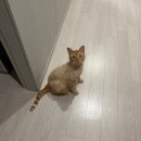 행복한동물병원 | 인천 고양이 구내염 동물병원 전발치 비용 길고양이 구조 입양